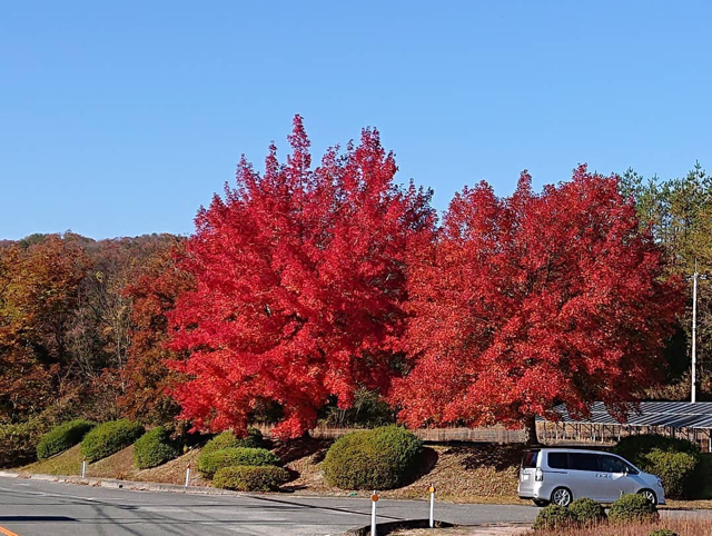 紅葉