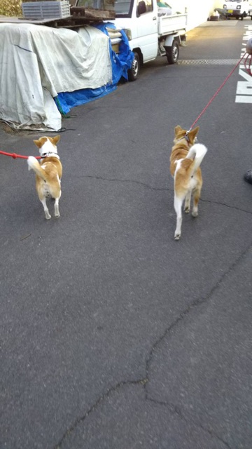 にこちゃんの母さん犬マミィちゃんを訪ねて